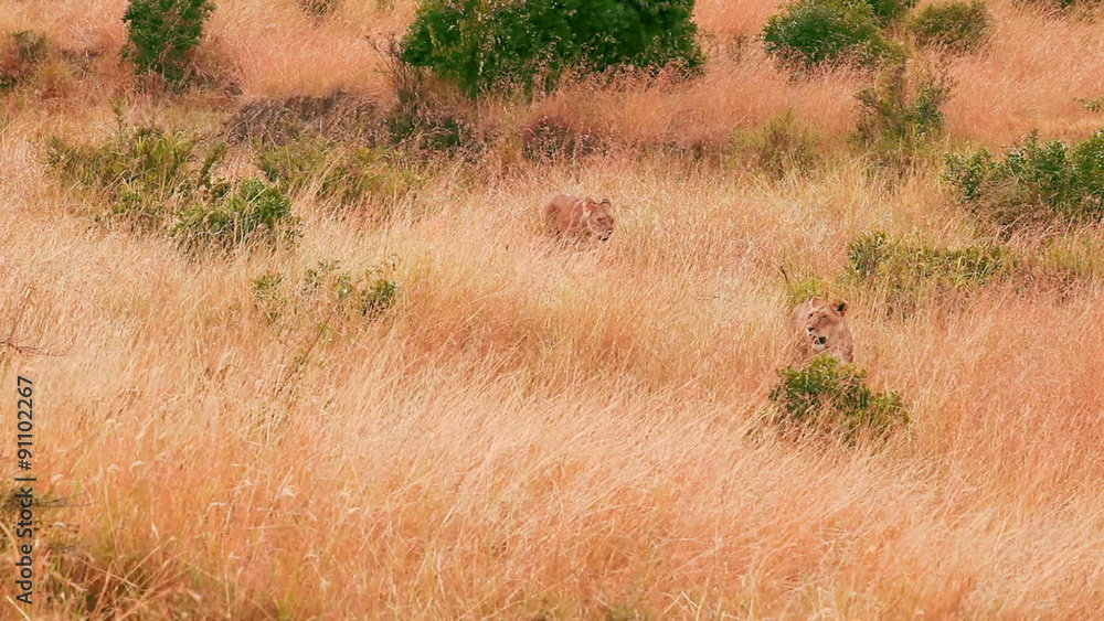 Female lions looking around in the grass in Masai Mara, Kenya
Female lions looking around in the grass in Masai Mara, Kenya