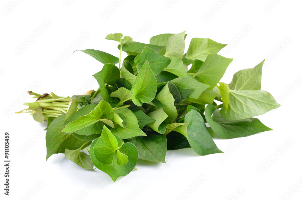 Herbal fish mint leaves isolated on white background Herbal fish mint leaves isolated on white background