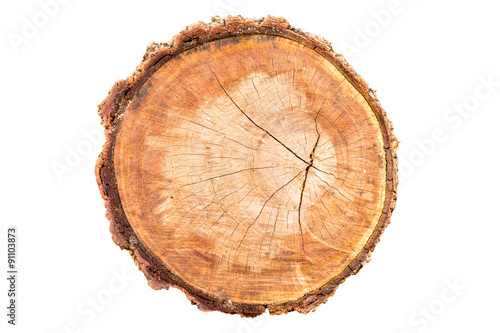 Top view of tree stump isolated on white background