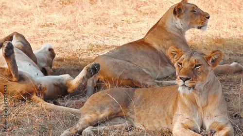 Three lionesses lying in the grass at sunset having a rest after hunting during the nightin Masai Mara, Kenya
 photo