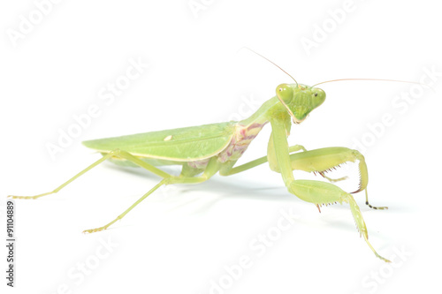 the mantis isolated on white   © sakdinon