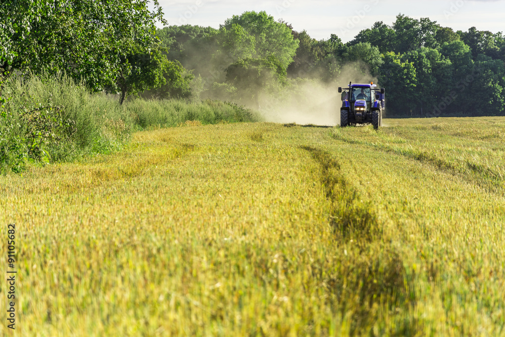 Fototapeta premium Harvest, fields and meadows during harvest
