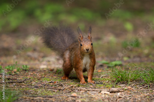 A squirrel in the forest which looks into the camera