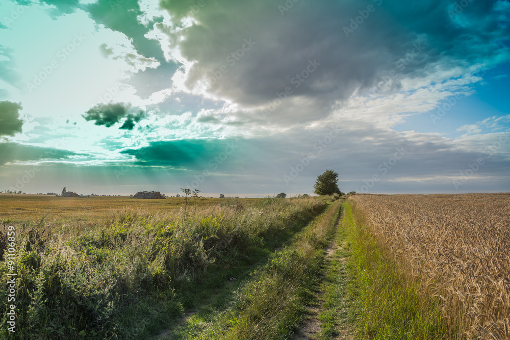 Obraz premium Fields and meadows during harvest