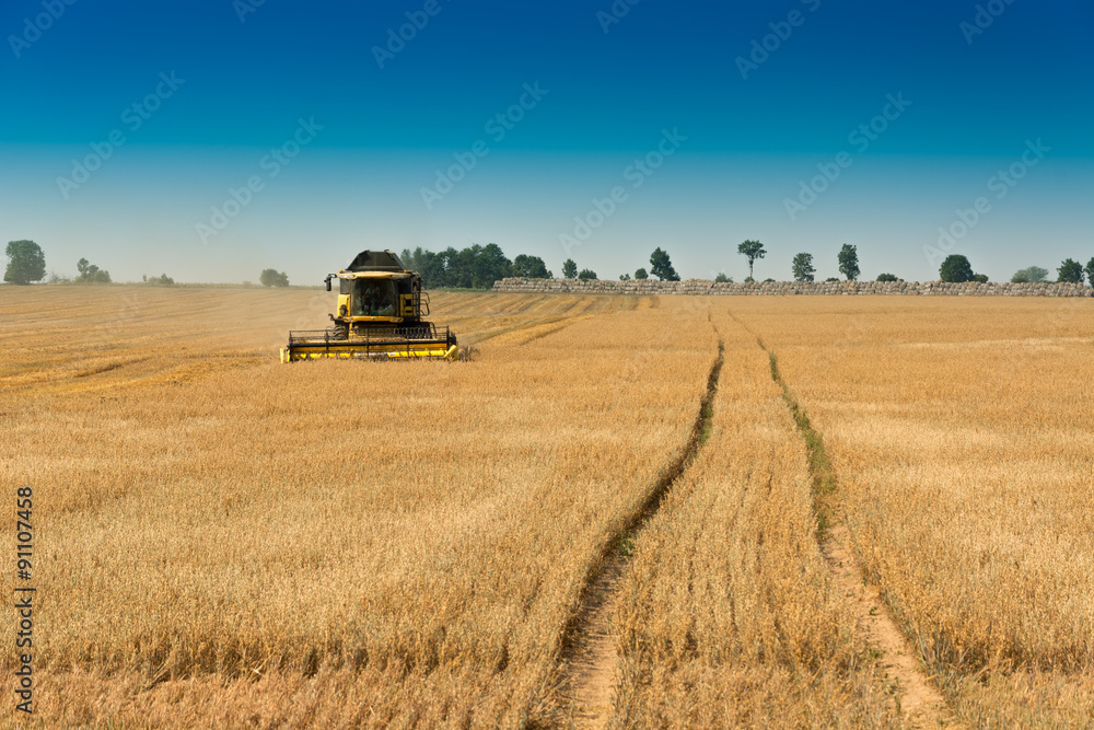Fototapeta premium Harvest, fields and meadows during harvest