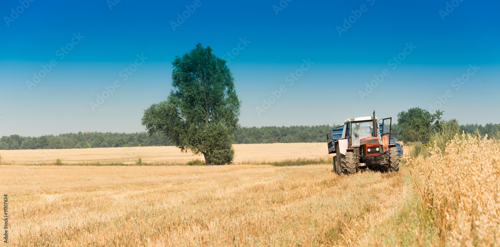 Obraz premium Harvest, fields and meadows during harvest