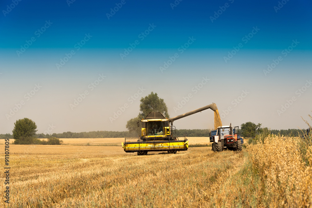 Obraz premium Harvest, fields and meadows during harvest