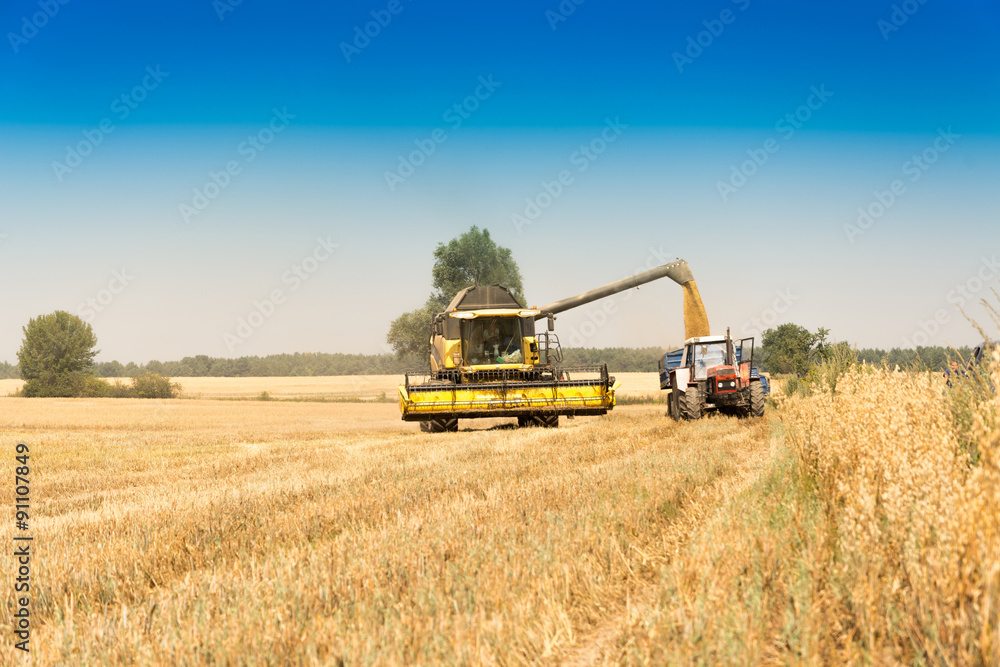 Fototapeta premium Harvest, fields and meadows during harvest