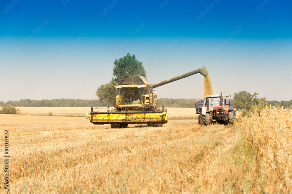 Obraz premium Harvest, fields and meadows during harvest