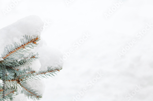Snow fir tree branch