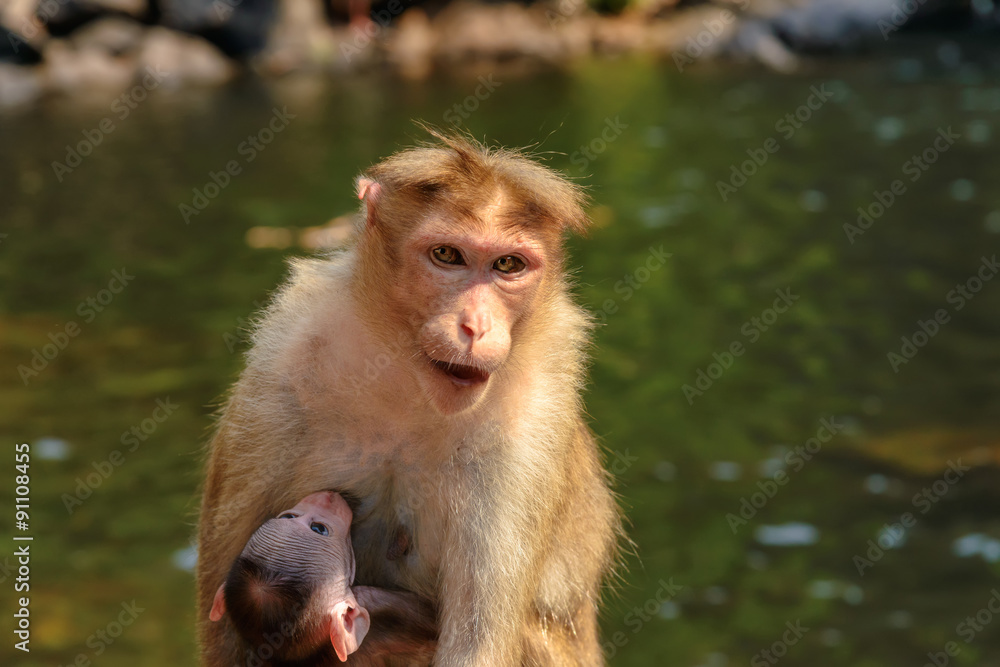 Fototapeta premium Monkey family, India