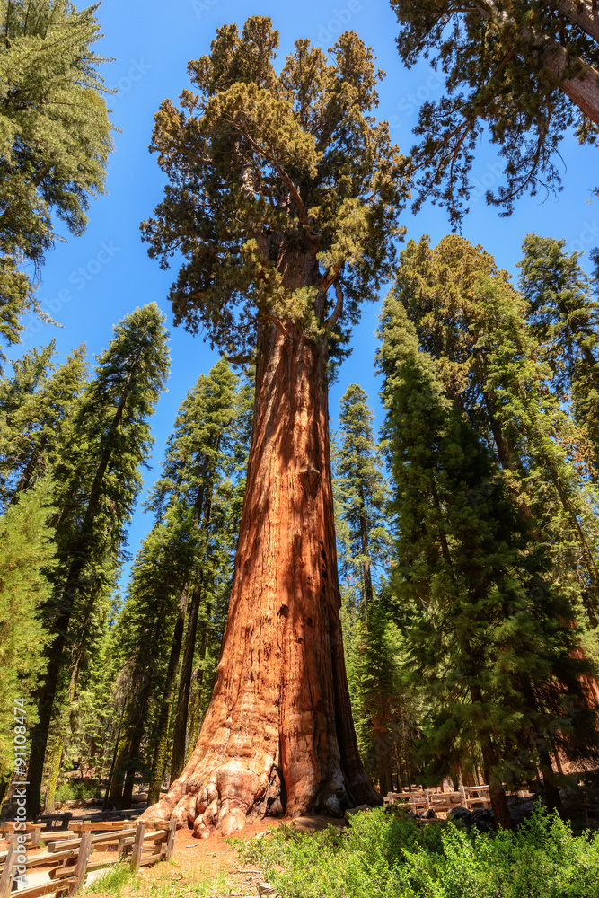 Sequoia tree rising to the sky, General Sherman tree, Sequoia National Park Stock Photo Adobe