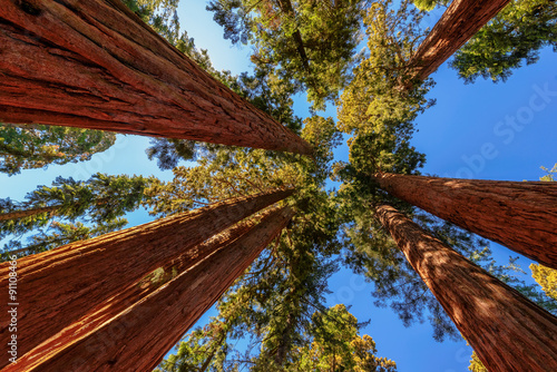 Giant tree closeup in Sequoia National Park photo