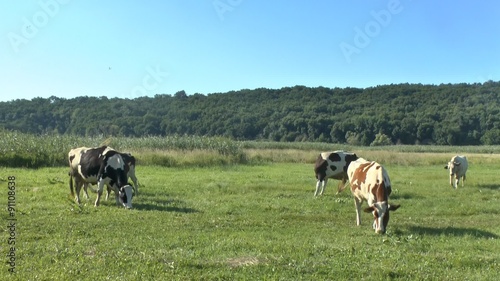 Wallpaper Mural Cows grazing in fresh pastures Torontodigital.ca
