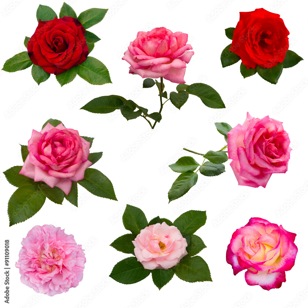 collage of eight red roses collage of eight red roses