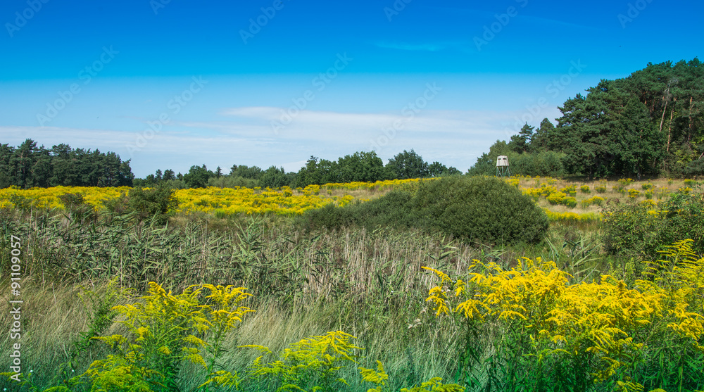 Fototapeta premium hunting tower among the trees and bushes