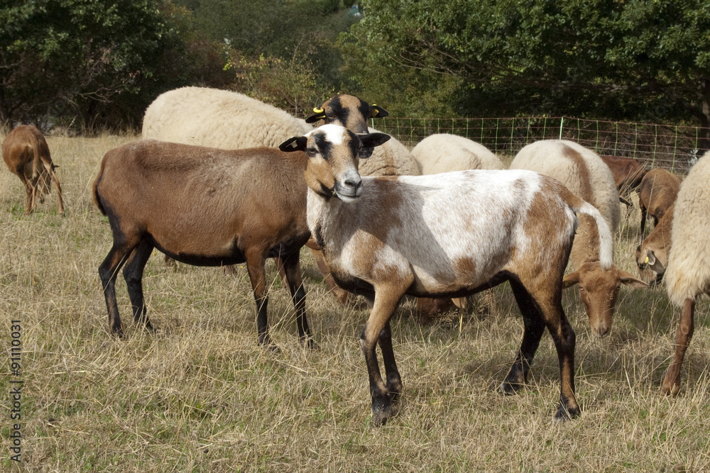 Kamerunschaf, Arche-Hof, Bedrohte, gefaehrdet, Kamerunschaf, Arche-Hof, Bedrohte, gefaehrdet,