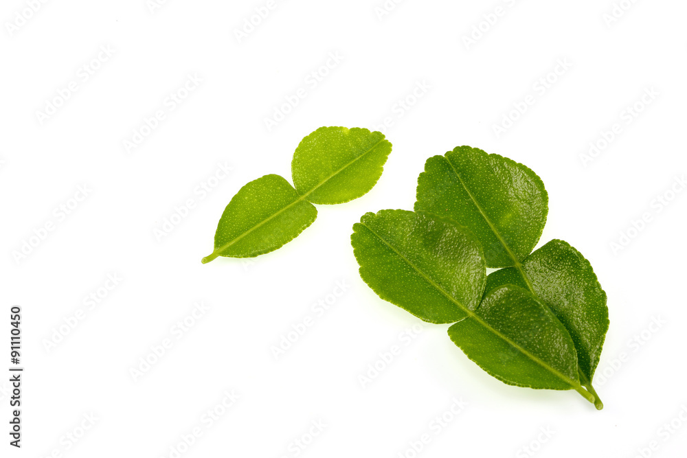 Kaffir lime leaves Kaffir lime leaves