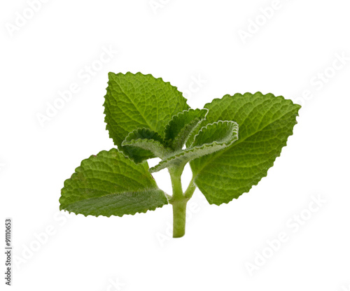 Country Borage on white background,Herbs with medicinal properti