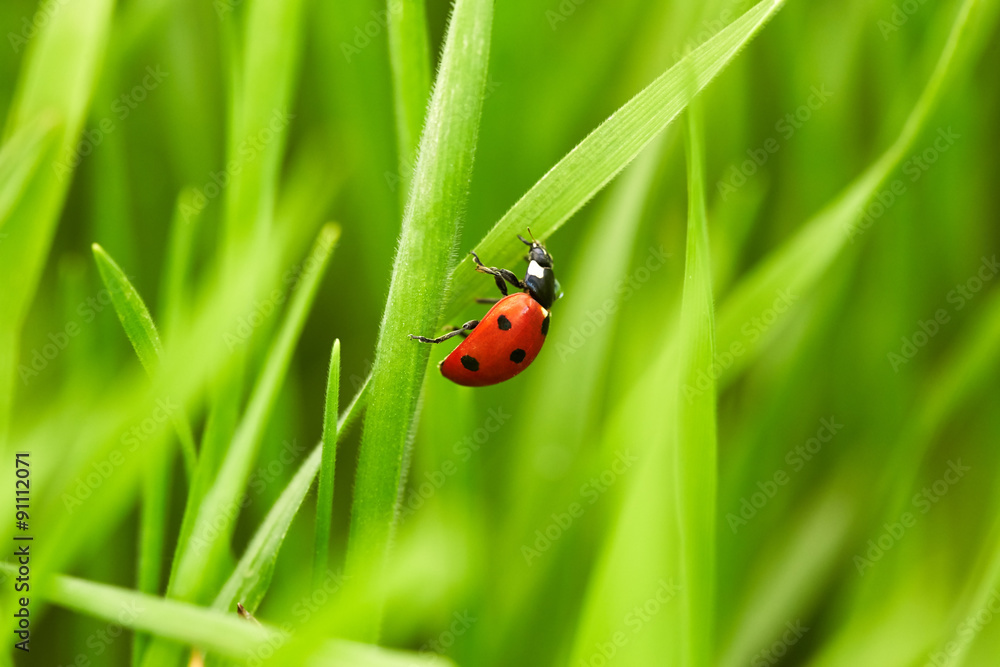 Fototapeta premium Ladybug on green grass
