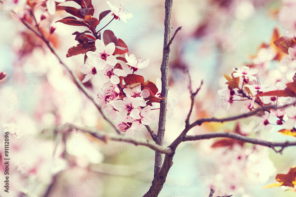 Blossoming tree Blossoming tree