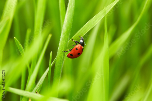 Ladybug on green grass