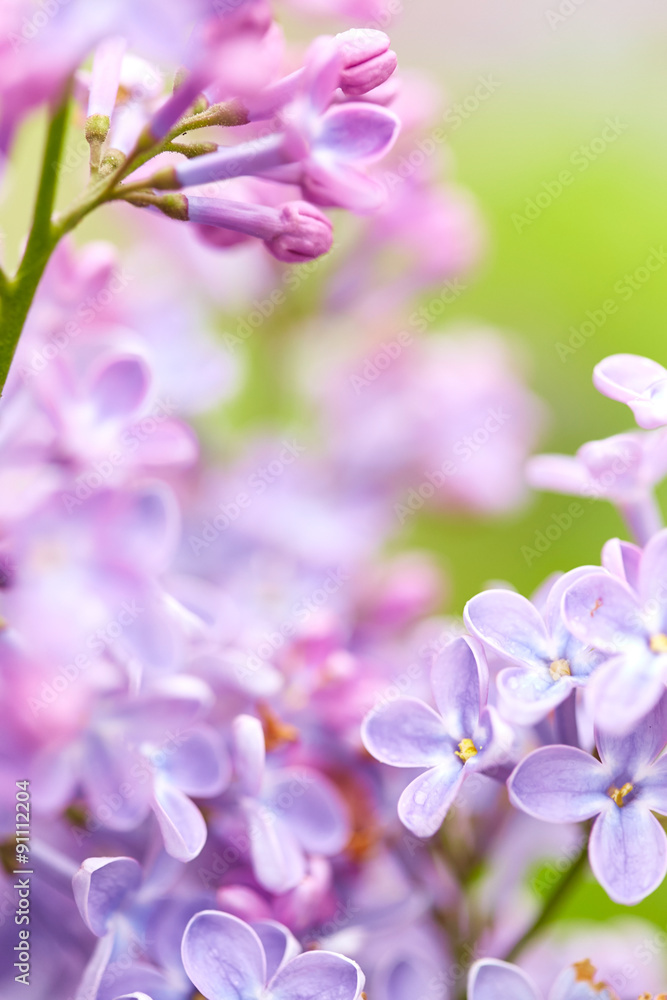 Fototapeta premium Nature background