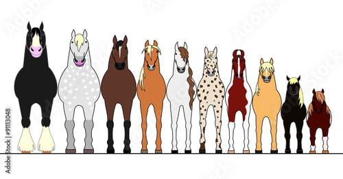 various horses lining up in height order