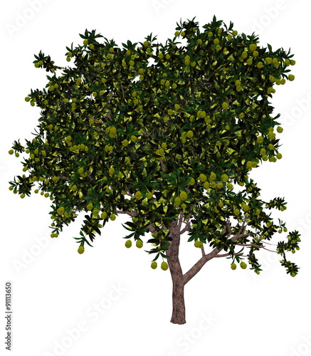 Mango tree - 3D render
