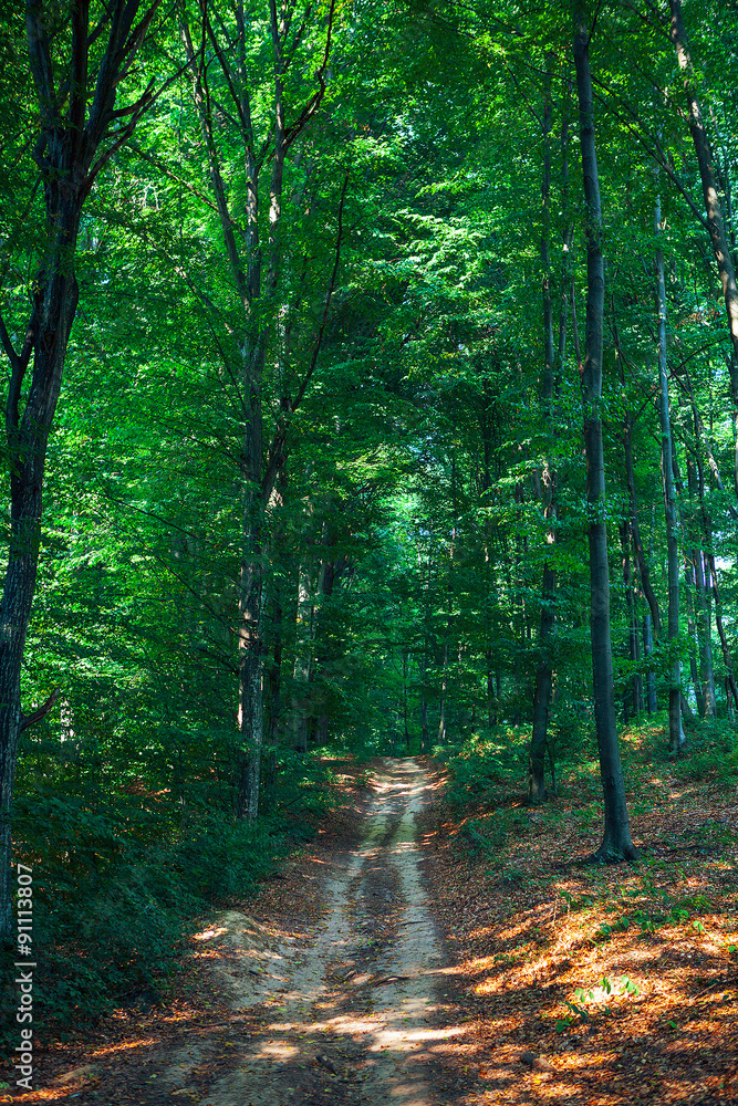 Obraz premium forest