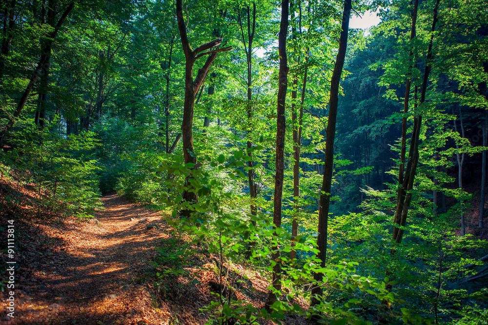 Obraz premium forest