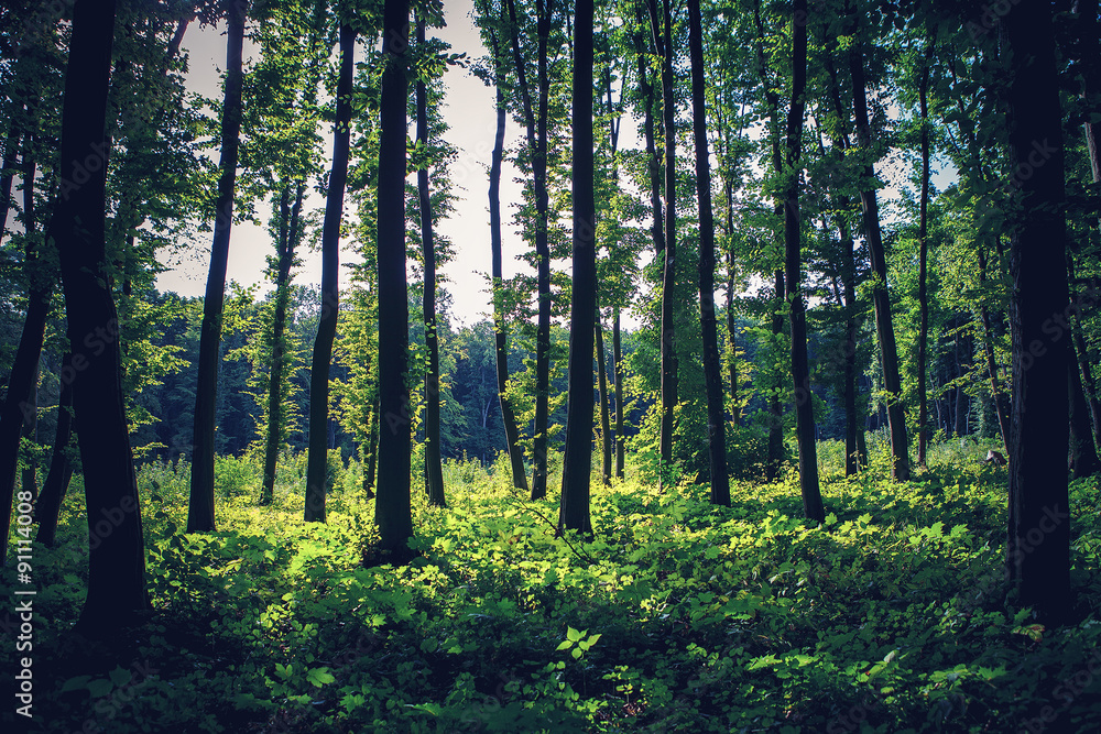 Fototapeta premium forest