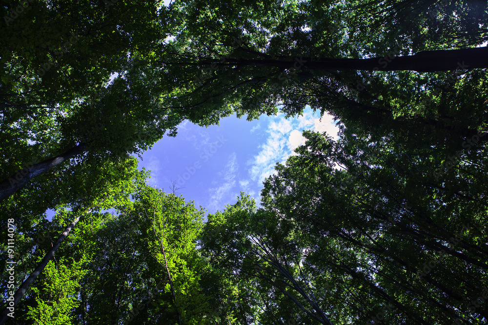 Fototapeta premium forest