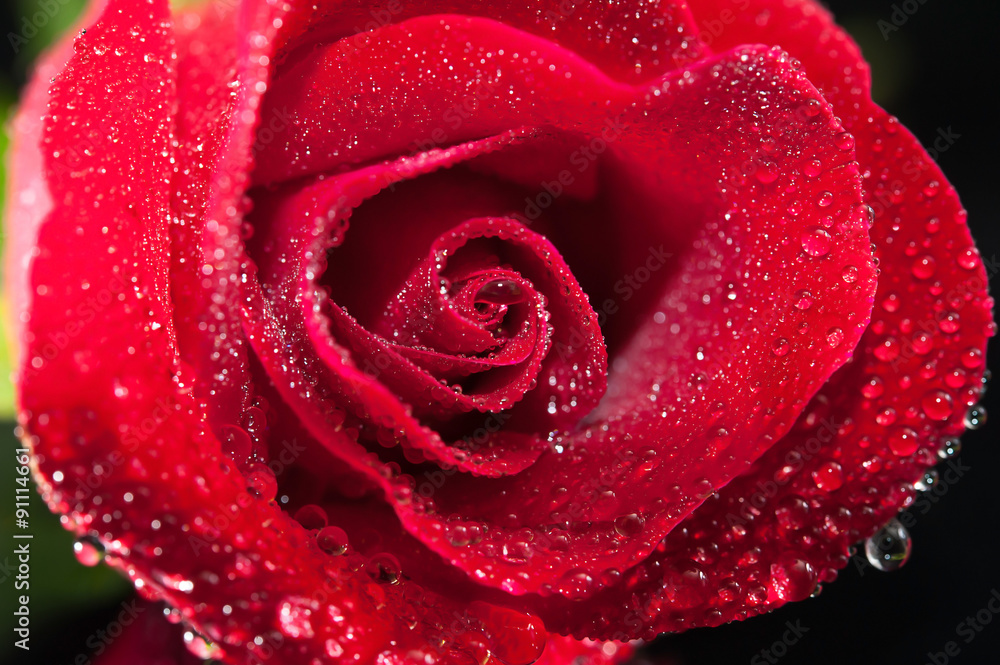 rose red close up rose red close up