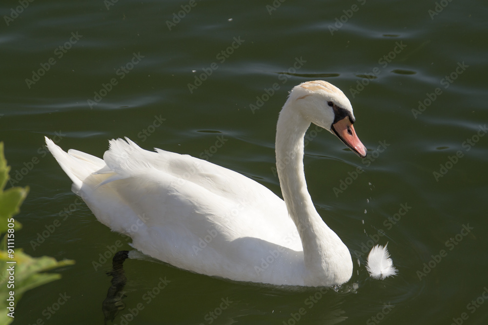 Cygnes à Gray