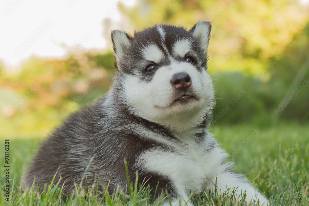 Siberian husky dog outdoors. Portrait of a little husky dog puppy. Close-up.
