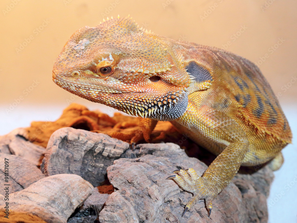Naklejka premium Bearded dragon lizard