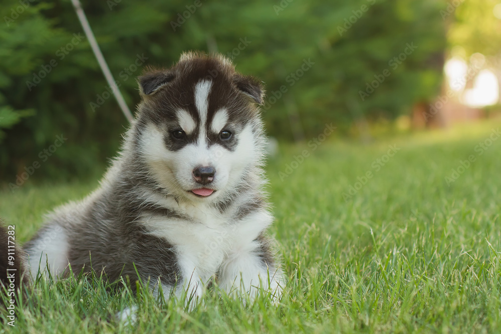 Siberian husky dog outdoors. Portrait of a little husky dog puppy. Close-up. Siberian husky dog outdoors. Portrait of a little husky dog puppy. Close-up.
