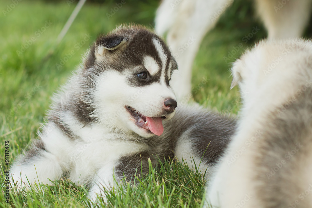 Siberian husky dog outdoors. Portrait of a little husky dog puppy. Close-up. Siberian husky dog outdoors. Portrait of a little husky dog puppy. Close-up.
