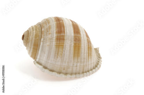 shell of a snail on white background, spiral