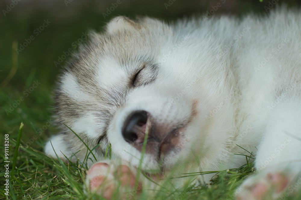 Fototapeta premium Siberian husky dog outdoors. Portrait of a little husky dog puppy. Close-up.
