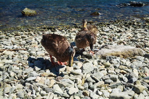 Wild ducks on the shore of Lake Como, summer