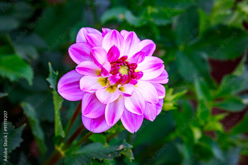 Beautiful dahlia in the garden Beautiful dahlia in the garden