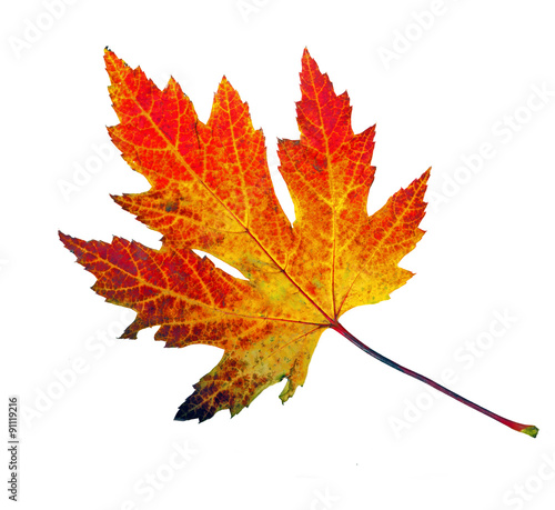 Herbstsch  nheit  buntes Blatt   