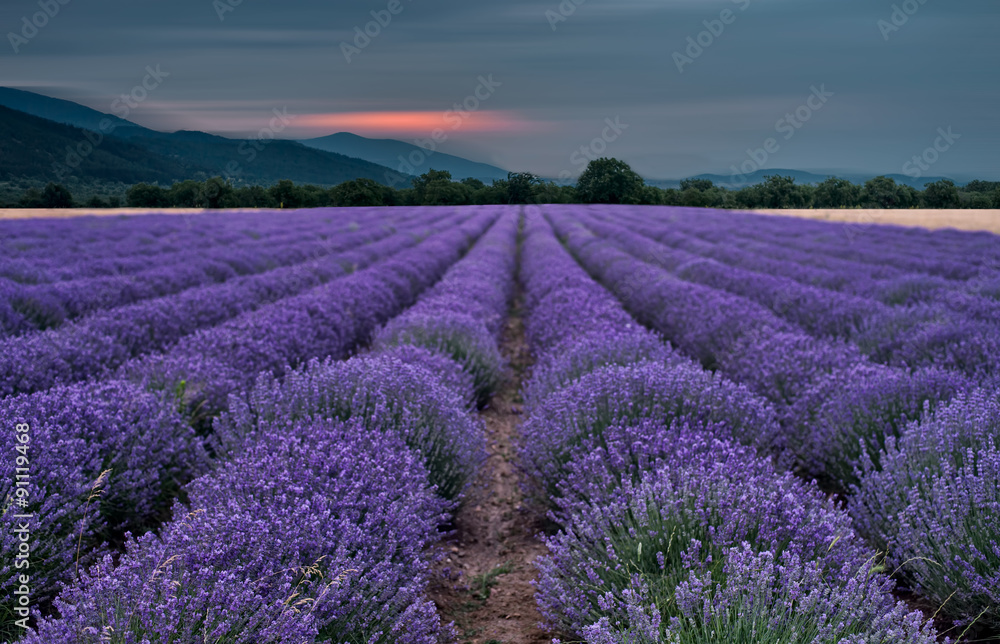 Fototapeta premium Beautiful image of lavender field