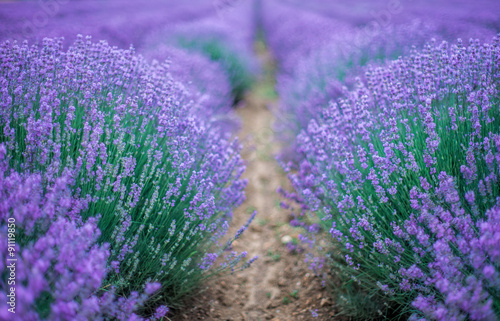 Beautiful image of lavender field