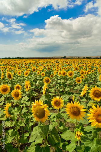 Sunflower field in the summer  Bulgaria