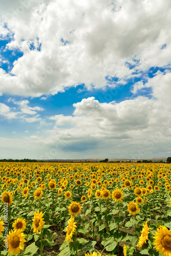 Sunflower field in the summer, Bulgaria