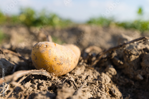 Kartoffelernte, Kartoffeln, Biokartoffeln