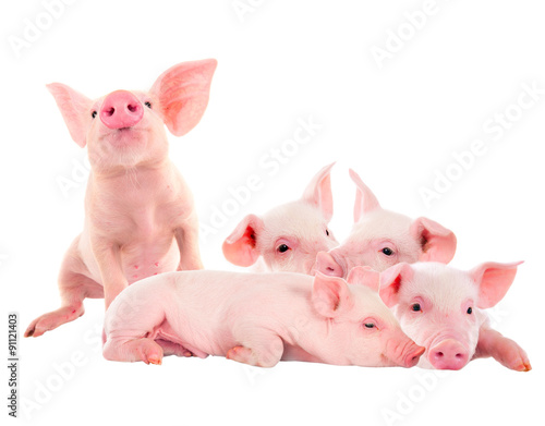 Pile of fun, pink pigs. Isolated on white background. A series of photos.